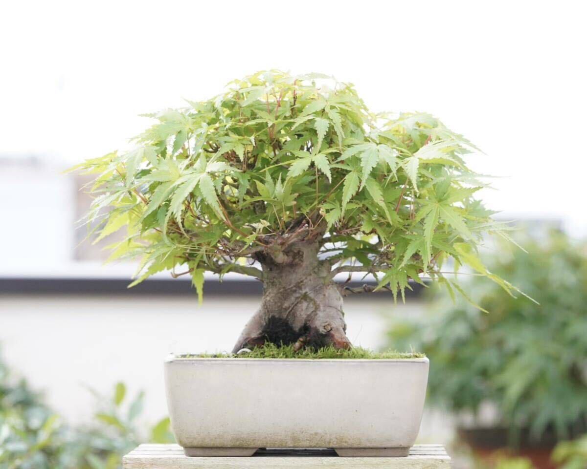 [. бонсай ] гора . лист futoshi . shohin bonsai 