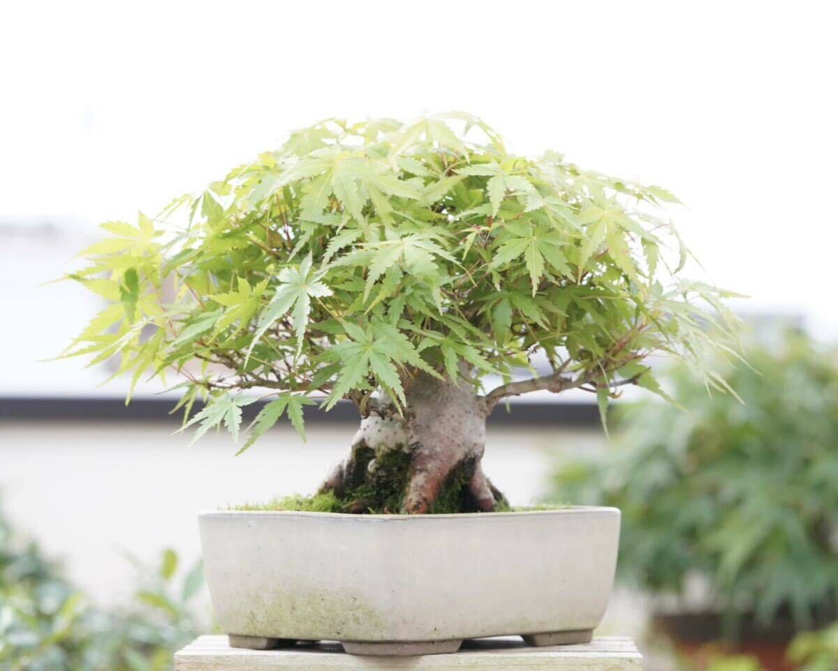 [. бонсай ] гора . лист futoshi . shohin bonsai 