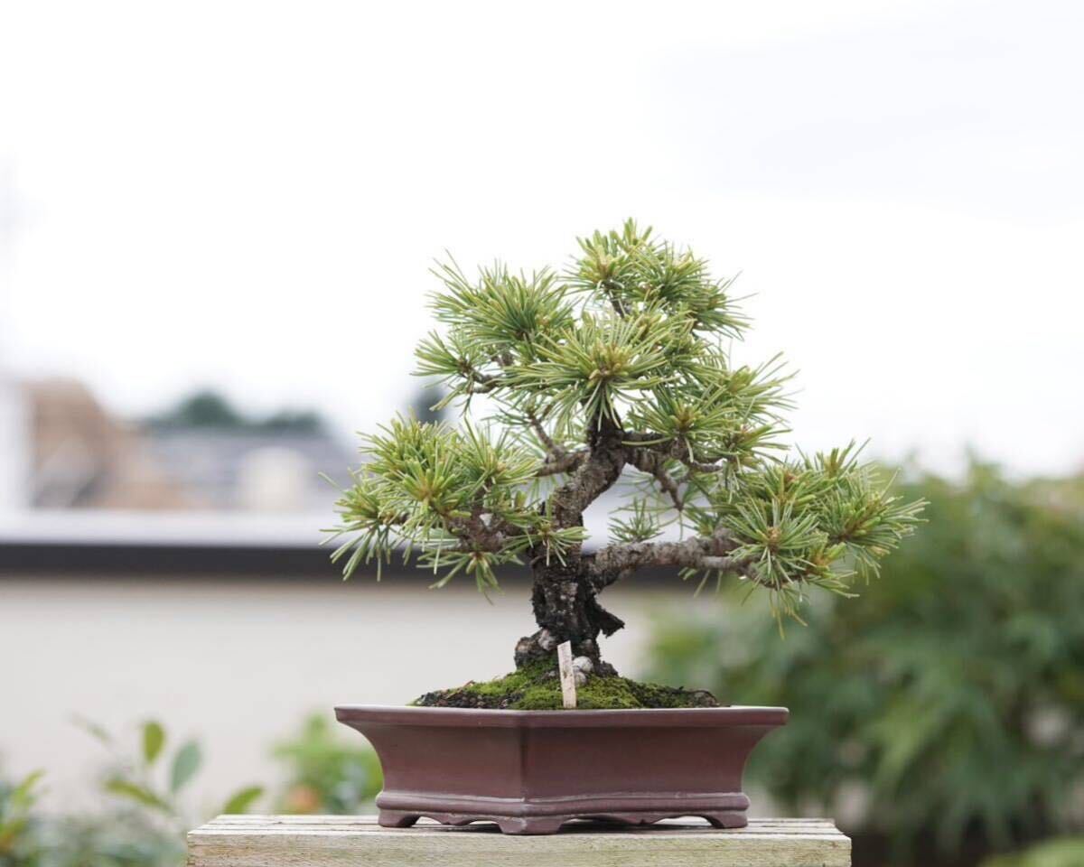 [. bonsai ]. leaf pine . leather . rare shohin bonsai 