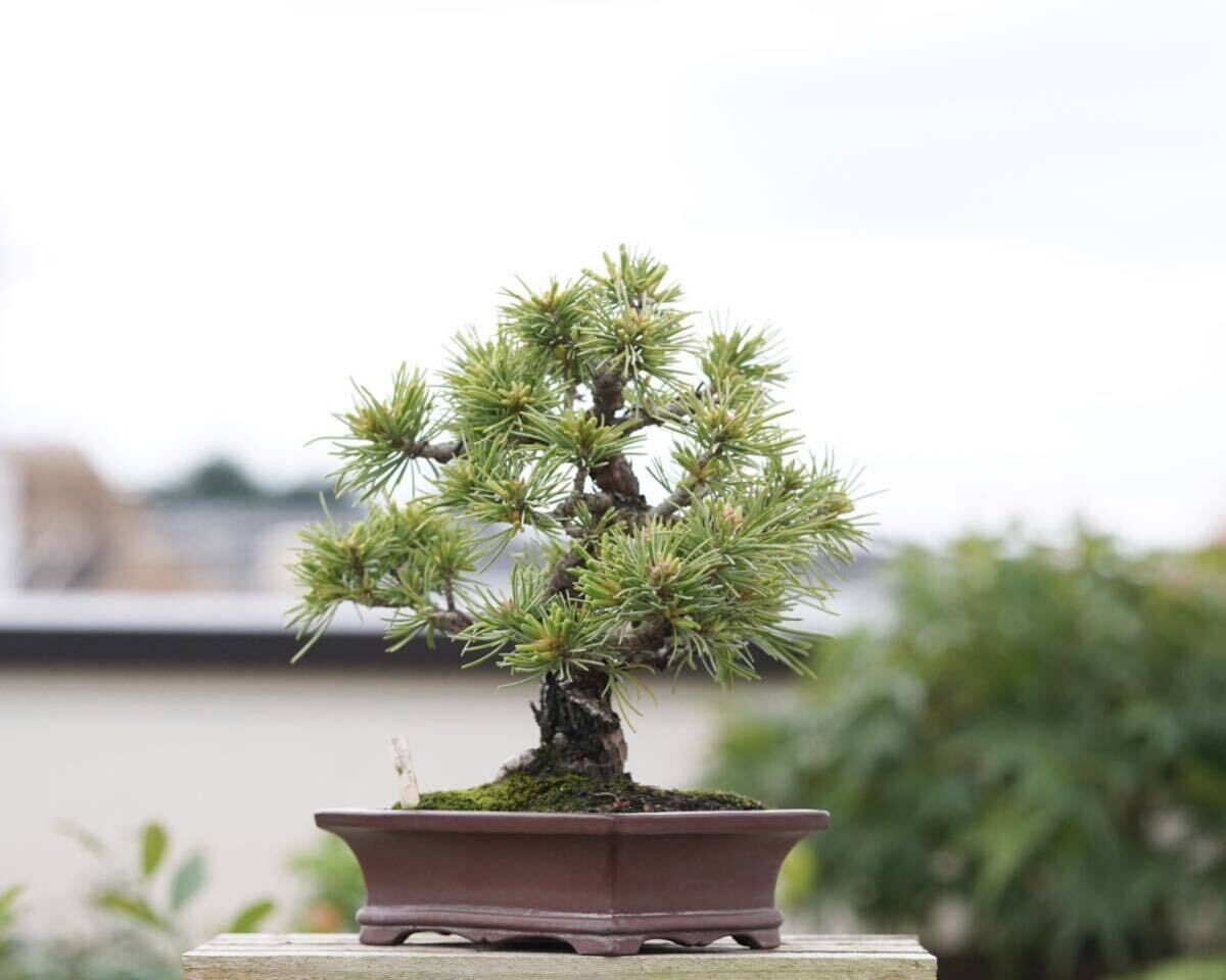 [. bonsai ]. leaf pine . leather . rare shohin bonsai 