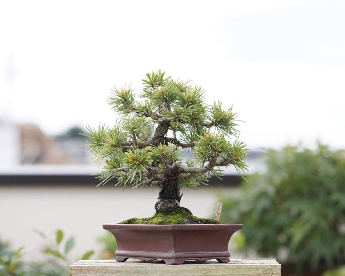 [. bonsai ]. leaf pine . leather . rare shohin bonsai 
