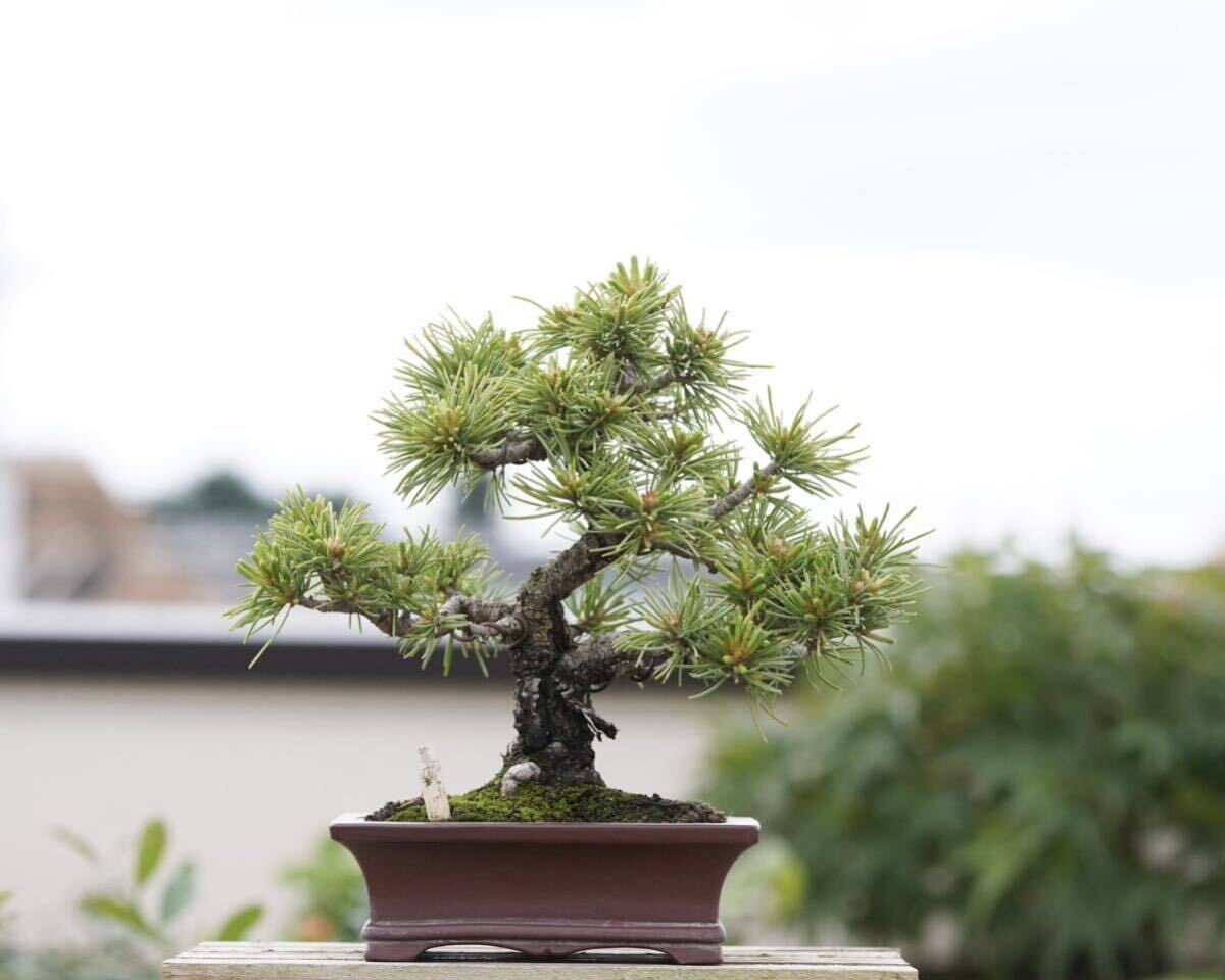 [. bonsai ]. leaf pine . leather . rare shohin bonsai 