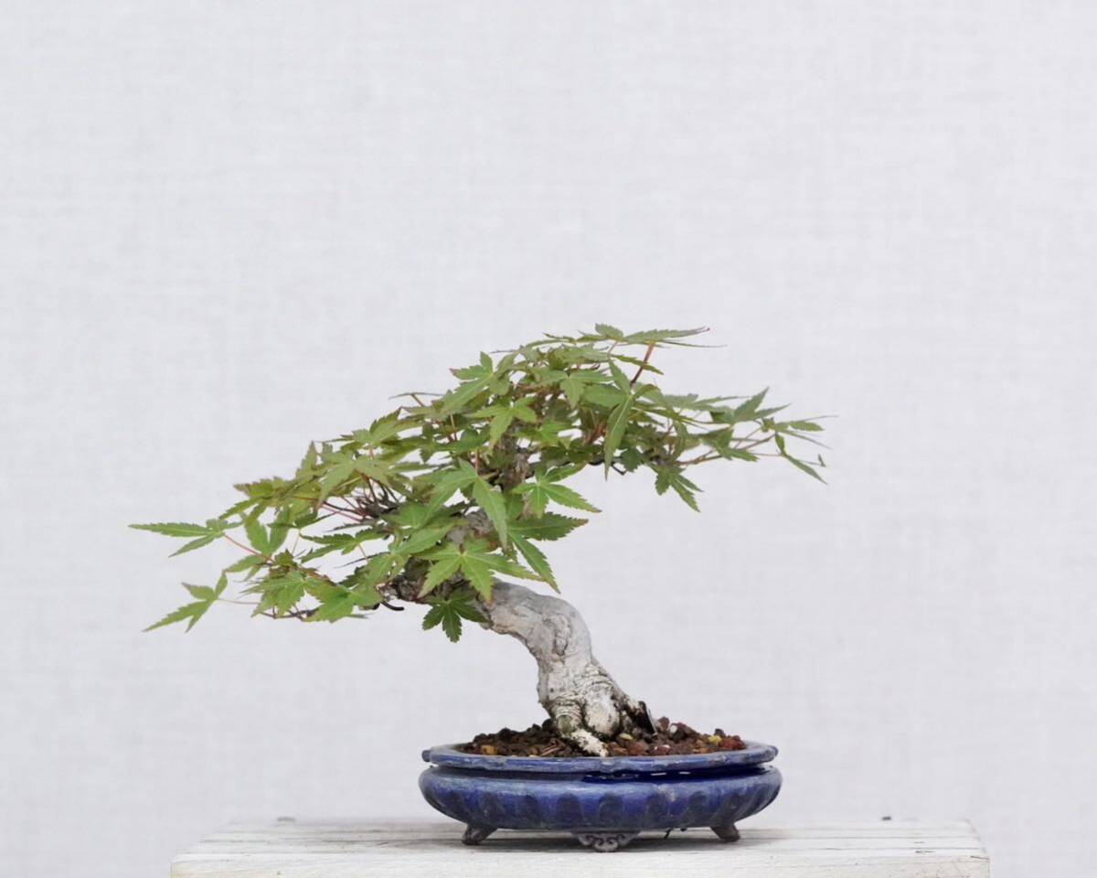 [. bonsai ] small leaf . mountain . leaf shohin bonsai flat cheap rainbow Izumi pot entering 