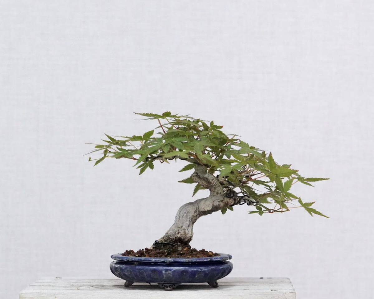 [. bonsai ] small leaf . mountain . leaf shohin bonsai flat cheap rainbow Izumi pot entering 