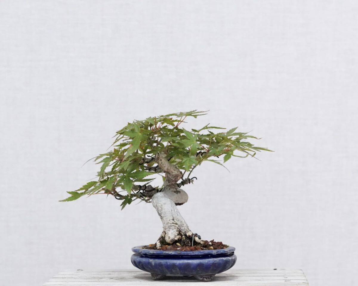 [. bonsai ] small leaf . mountain . leaf shohin bonsai flat cheap rainbow Izumi pot entering 