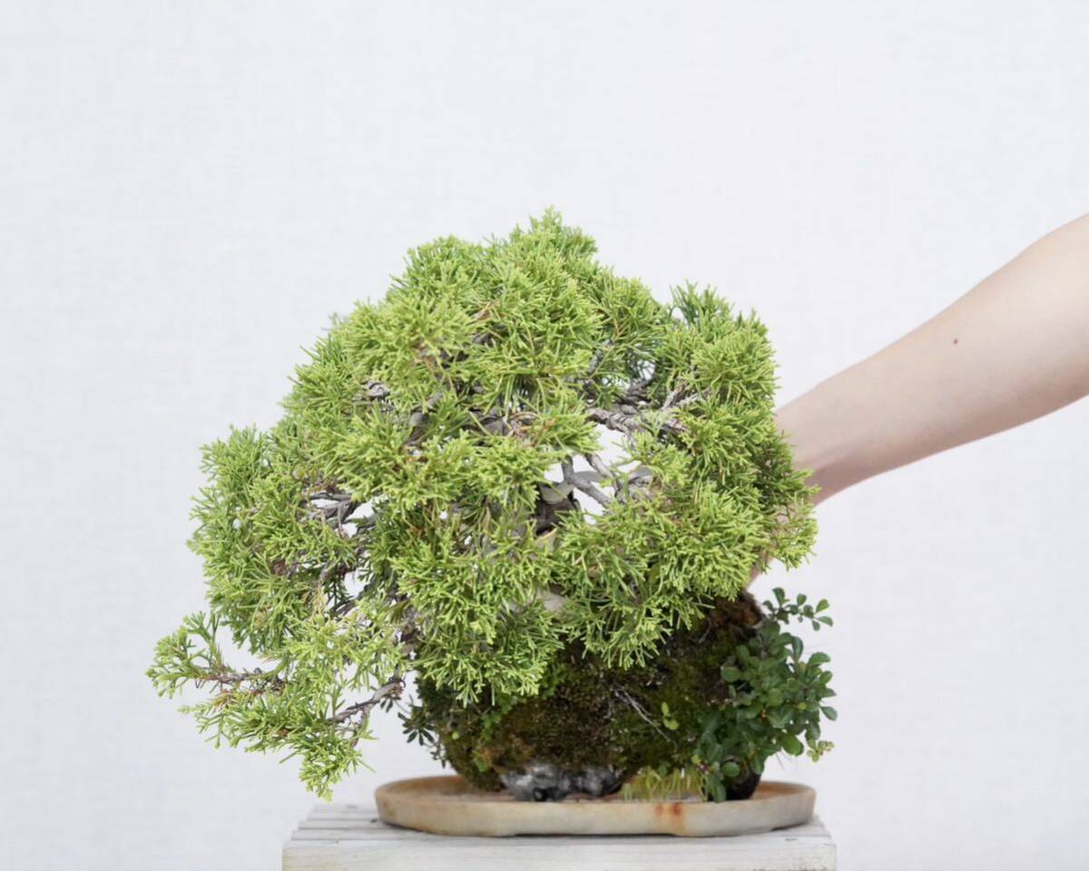 [. бонсай ] нить рыба река подлинный Kashiwa камень установка луговые и горные травы shohin bonsai 