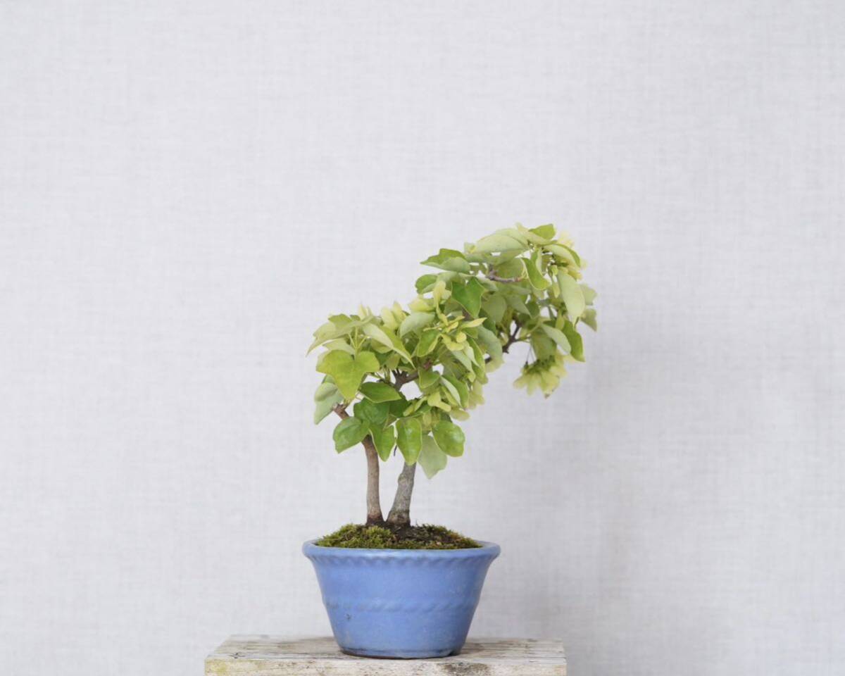 [. бонсай ]. sama клен 1 шт shohin bonsai 