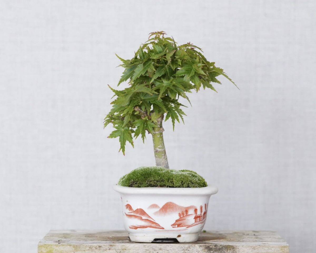 [. бонсай ] кото .momiji shohin bonsai 