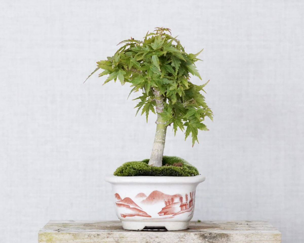 [. бонсай ] кото .momiji shohin bonsai 