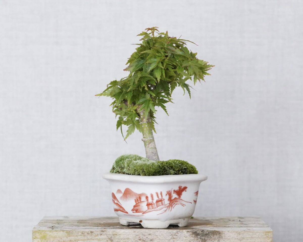 [. бонсай ] кото .momiji shohin bonsai 