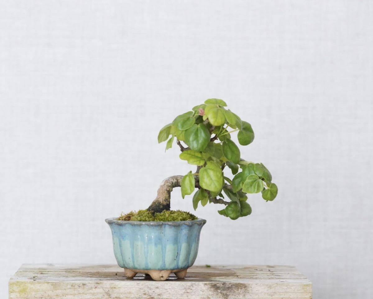[. бонсай ]. sama клен shohin bonsai 