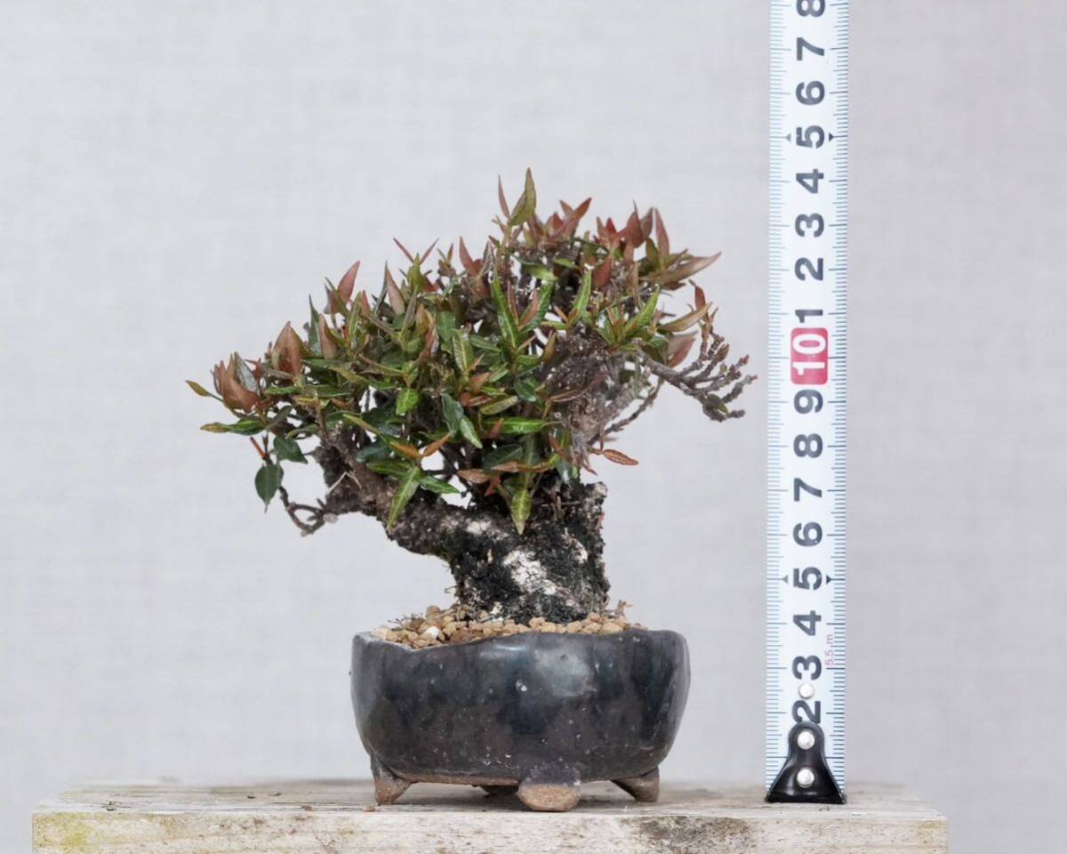 [. бонсай ] маленький лист .... shohin bonsai 