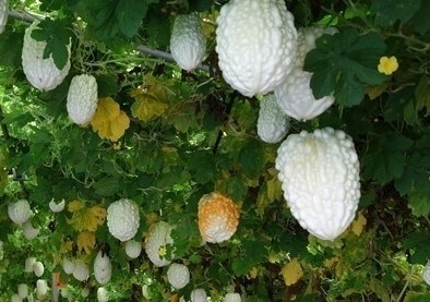 白寿苦瓜 中生白ゴーヤ、在来種 たね10粒 ￥２００スタートの画像10