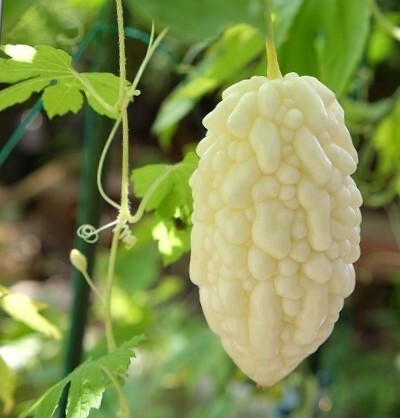 白寿苦瓜 中生白ゴーヤ、在来種 たね10粒 ￥２００スタートの画像1