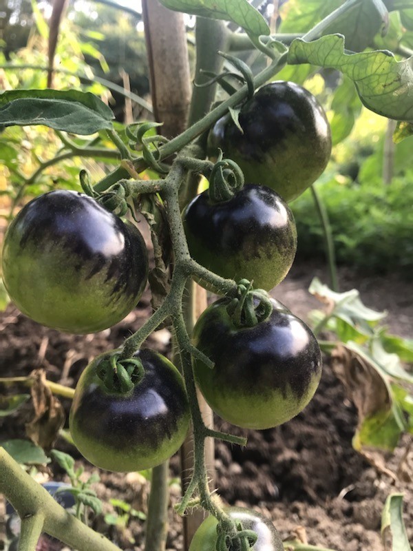 黒トマト フランス原産 在来種（果重：15ｇ～３５ｇ） タネ１０粒 ￥200スタート_日照より光当たると黒くなってくる