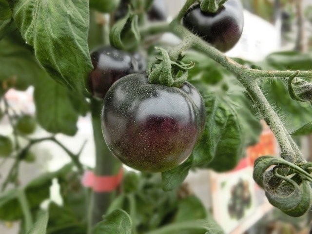 黒トマト フランス原産 在来種（果重：15ｇ～３５ｇ） タネ１０粒 ￥200スタート_樹上の完熟：満遍なく黒くなってきた