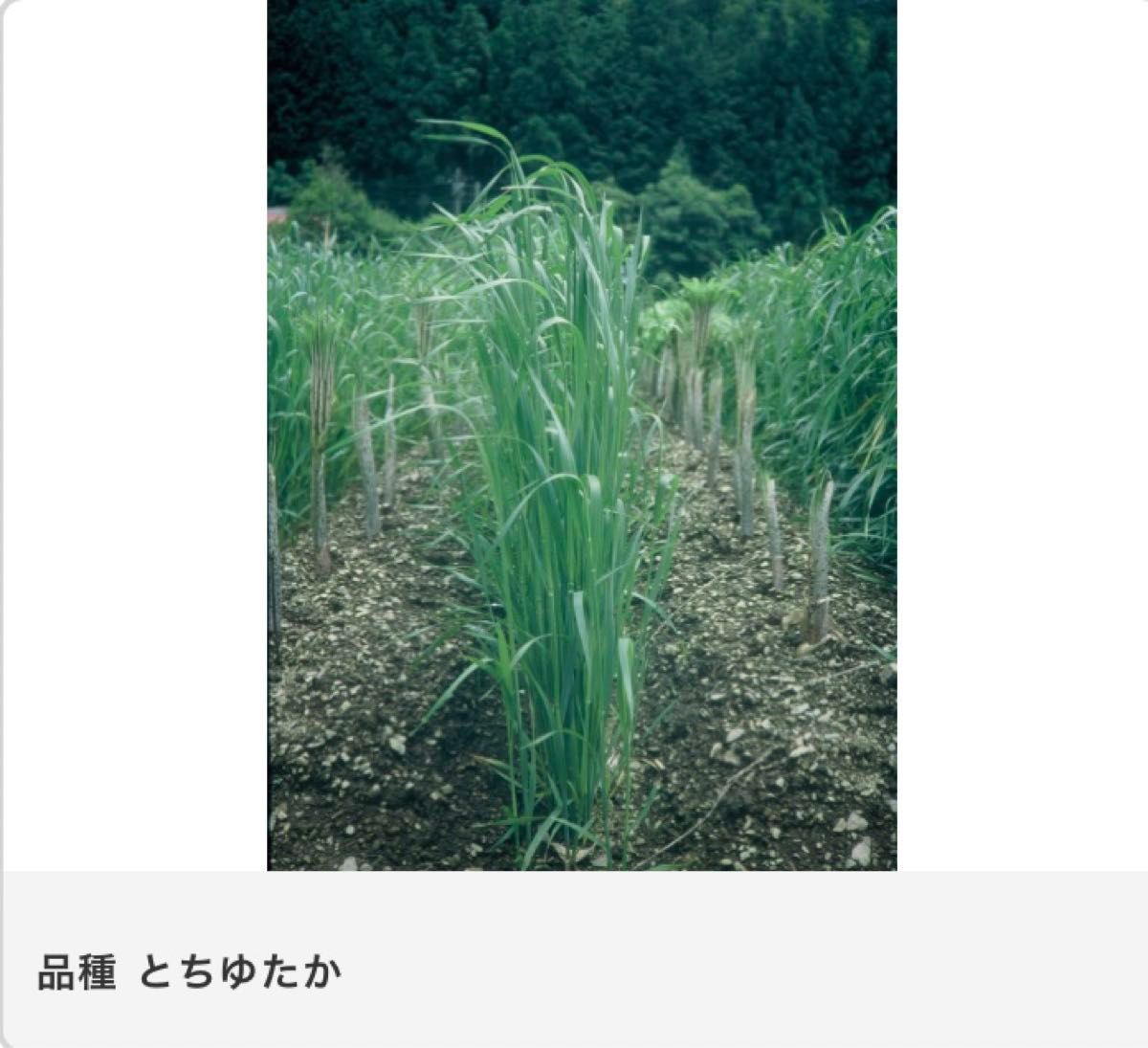 緑肥　約21g えん麦 種  品種:とちゆたか　雪印種苗