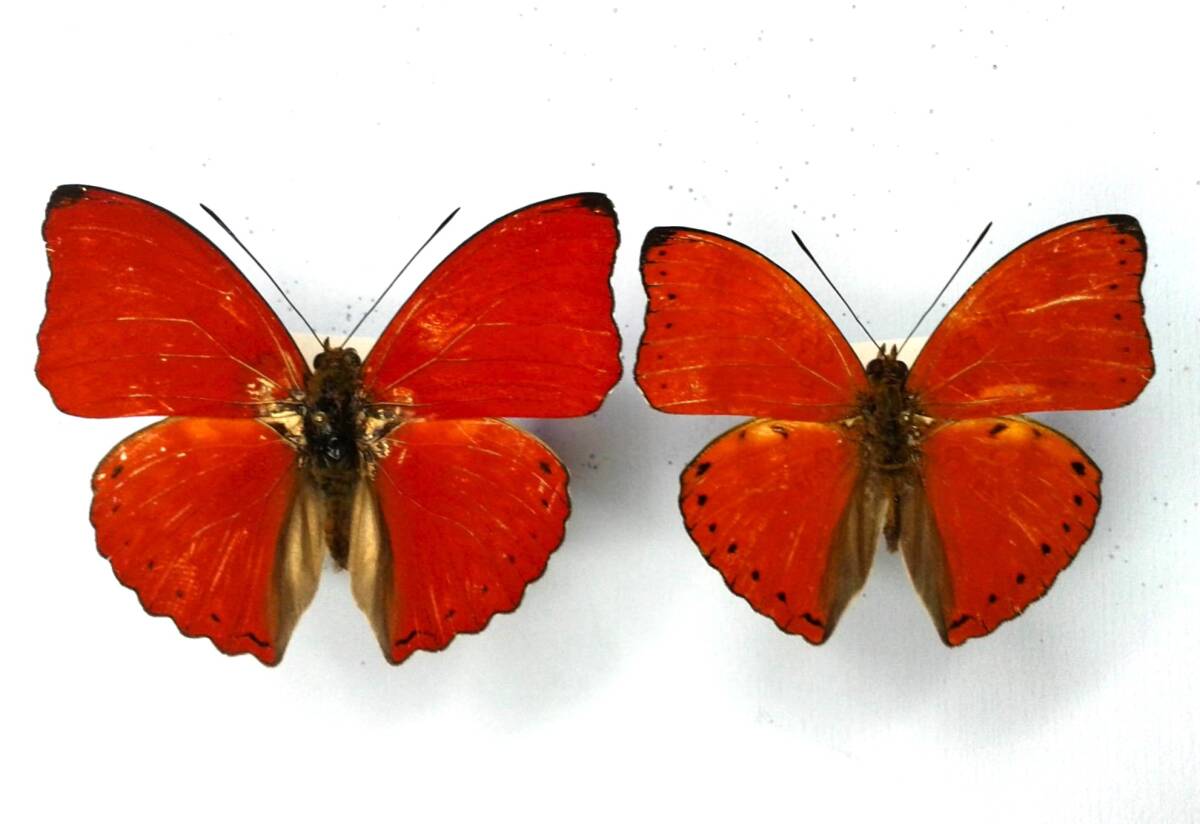  butterfly specimen red iro vertical is * &k Robot si red iro vertical is * C.A.R.