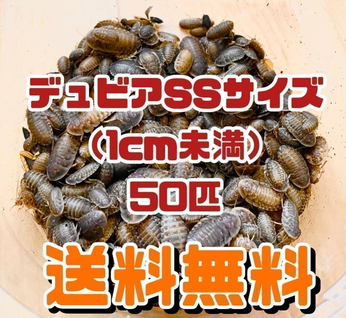 【送料無料】デュビア SSサイズ 50匹＋死着保証10％ _画像1