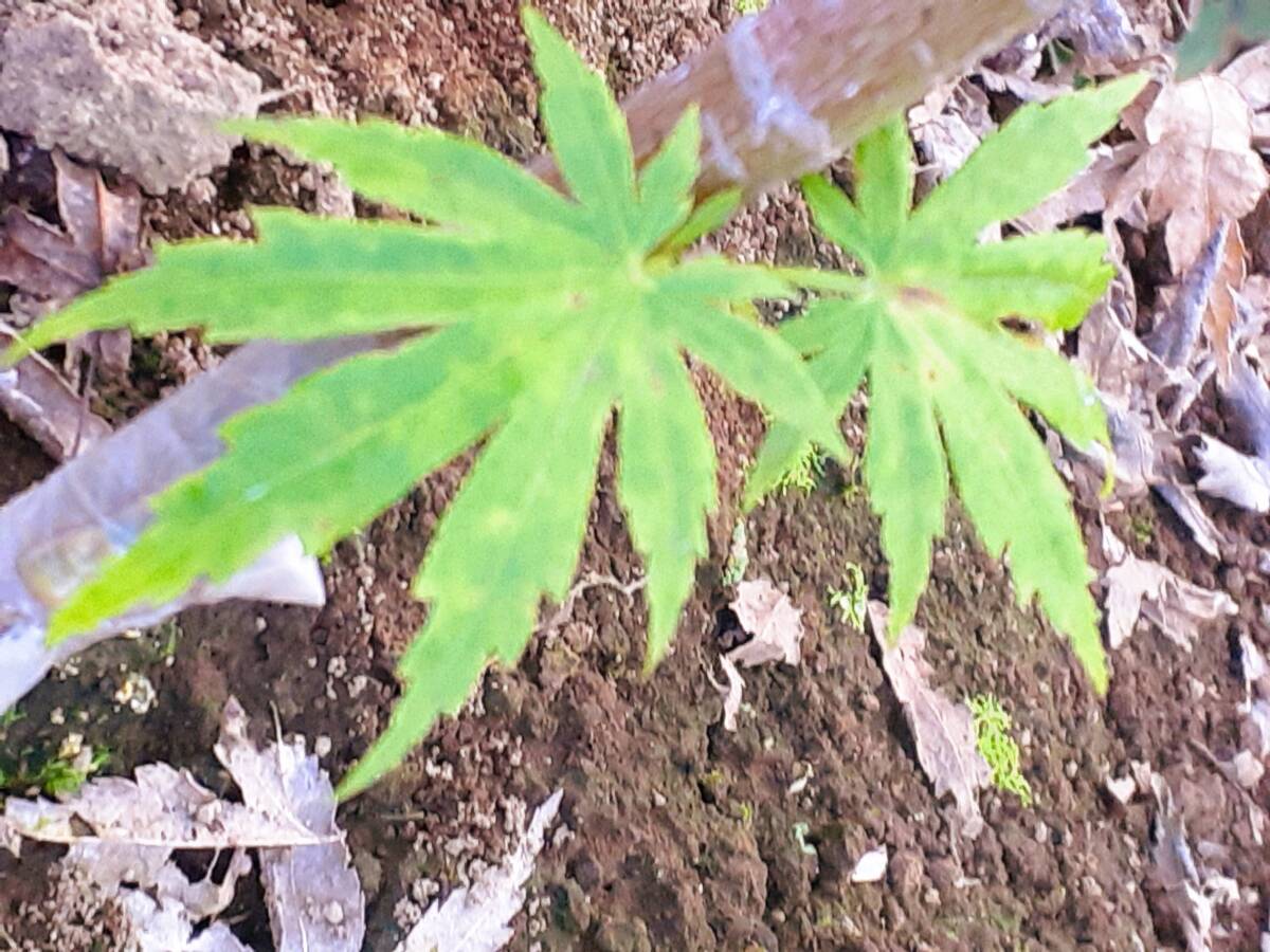 !momiji have Akira momiji Nagano prefecture cheap cloudiness .. mountain only . self raw make super ~ rare . goods kind bonsai also garden also real raw seedling height is 60 centimeter degree same etc. goods!