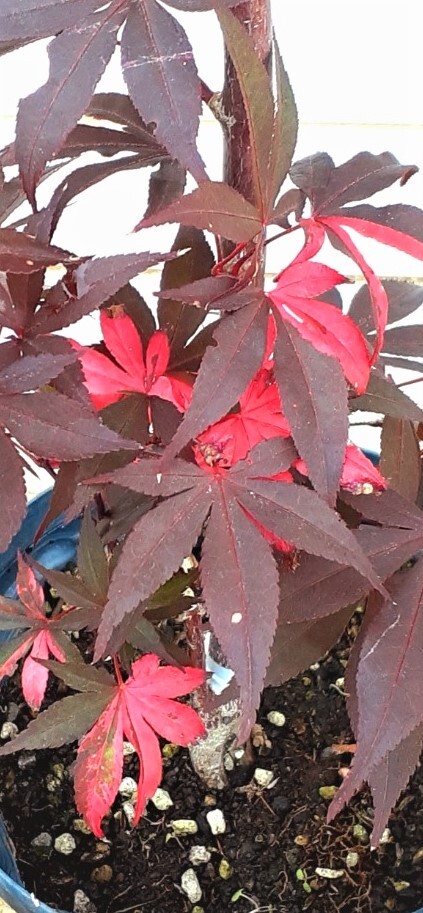 !!momiji[ wistaria wave .] red color .. color. exquisite Contrast. . entering height is bottom part from 60 centimeter degree same etc. goods!!*