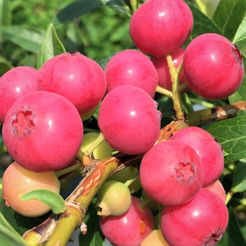 ★☆　ブルーベリー　品種　『ピンクレモネード』　珍しい赤色の果実　高さ底部から１６０センチ程度　同等品　☆★ _収穫目前の果実のイメージです♪♪