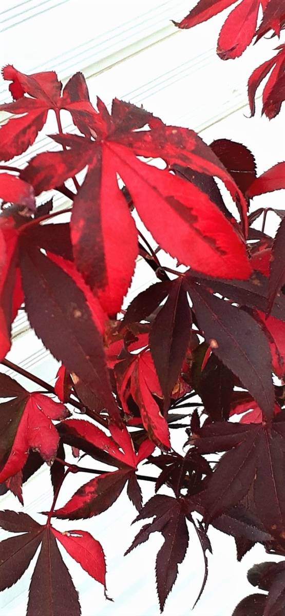 ◎♪　モミジ　定番中の定番　品種『ショウジョウノムラ』の種子　種４０粒　1年中葉が赤色　盆栽にも　２０２３年１１月採取　◎♪_参考：偶発的に出たものです。