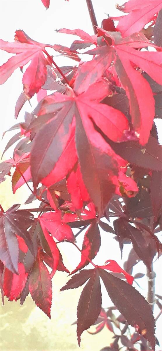 !!momiji[ wistaria wave .] red color .. color. exquisite Contrast. . entering height is bottom part from 60 centimeter degree same etc. goods!!*