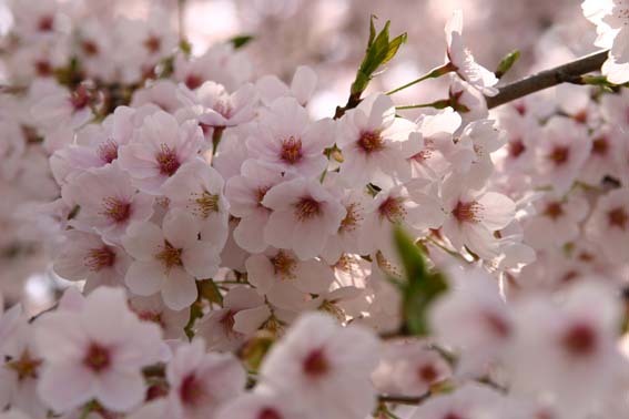 !! японский весна . представитель делать Sakura полный ..!!.. Yoshino (someiyo инструмент для проволоки ) 1 год сырой саженец!!