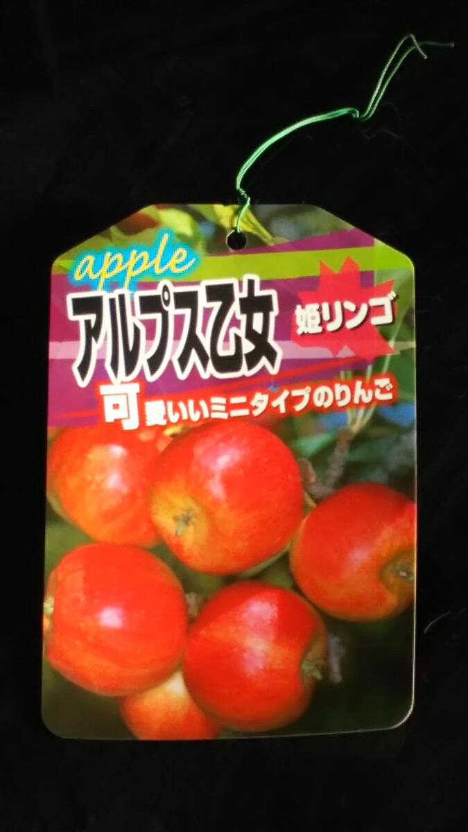 ★　姫リンゴ　『アルプス乙女』　人気のクラブアップル　糖度１５度 　１年生　接木苗　★　_画像3