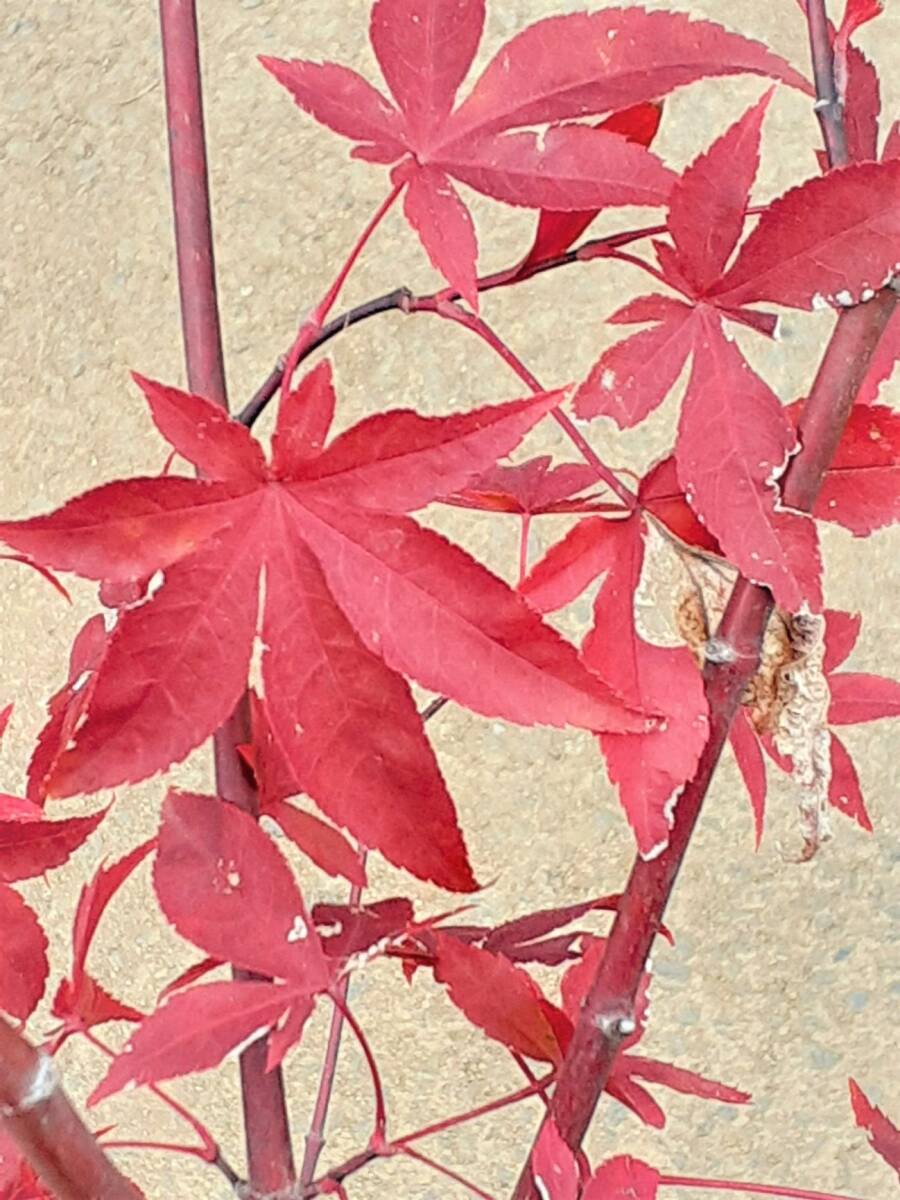 ♪♪　もみじの王様　『大盃』（オオサカズキ）高さは、底部から先端まで１８０センチ前後 　秋の紅葉は見事に真っ赤　現品　★◎_秋の紅葉のイメージ♪♪
