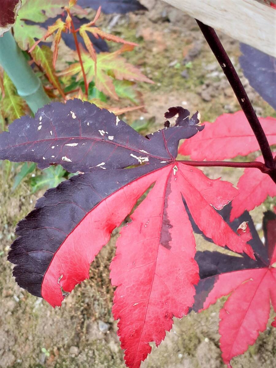 !!momiji[ wistaria wave .] red color .. color. exquisite Contrast. . entering height is bottom part from 60 centimeter degree same etc. goods!!*