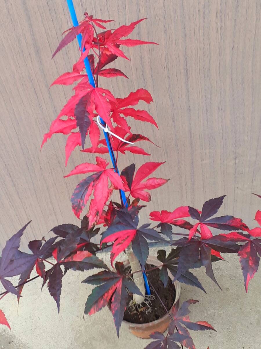 !!momiji[ wistaria wave .] red color .. color. exquisite Contrast. . entering height is bottom part from 60 centimeter degree same etc. goods!!*