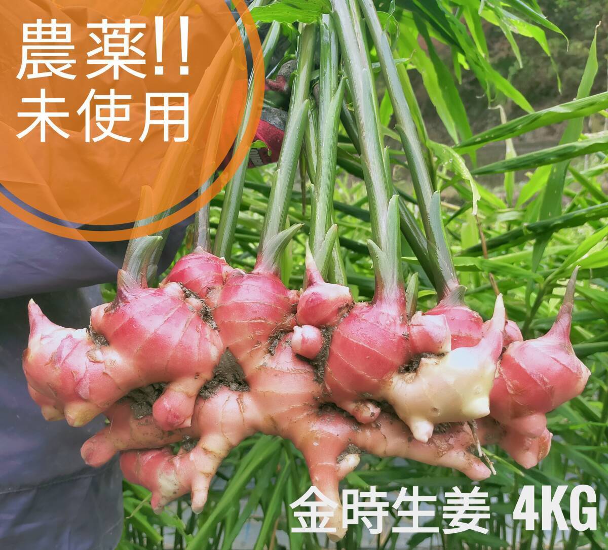 限界集落栽培!! 農薬未使用 金時ひね生姜4ｋｇ 無農薬 種にも!!の画像1