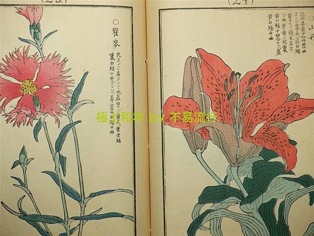 ●極上和本YM1353●千種之花［千種の花］（明治38年）　幸野楳嶺　山本章夫　駒井龍僊　植物・絵画　原装　美本_画像8