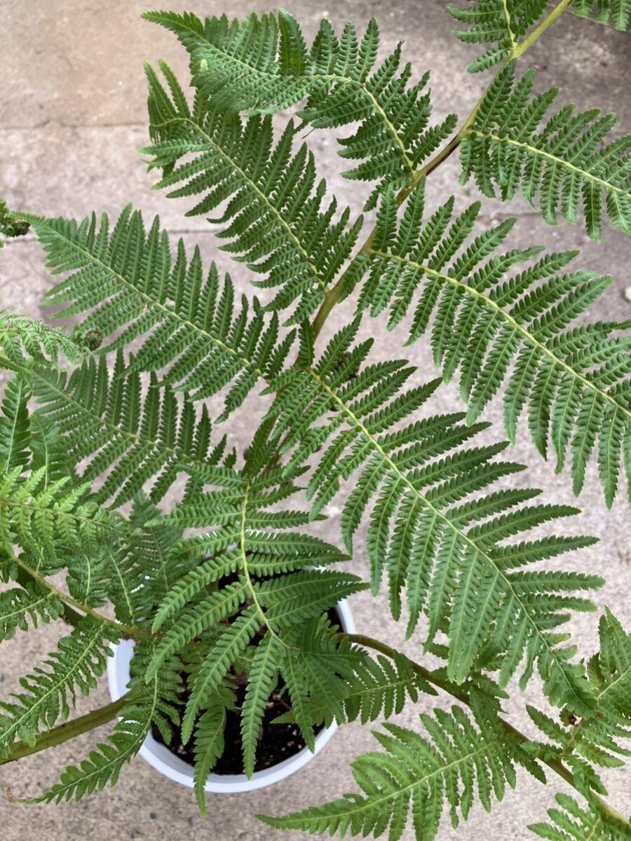 キアテア クーペリー Cyathea Cooperi オーストラリアンツリーファーン 耐寒性ヘゴの画像4