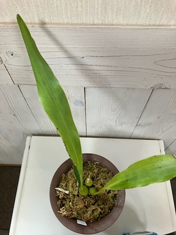 Dendrochilum. glumaceum デンドロキラム属 　グルマセウム 　洋蘭（A)_画像6