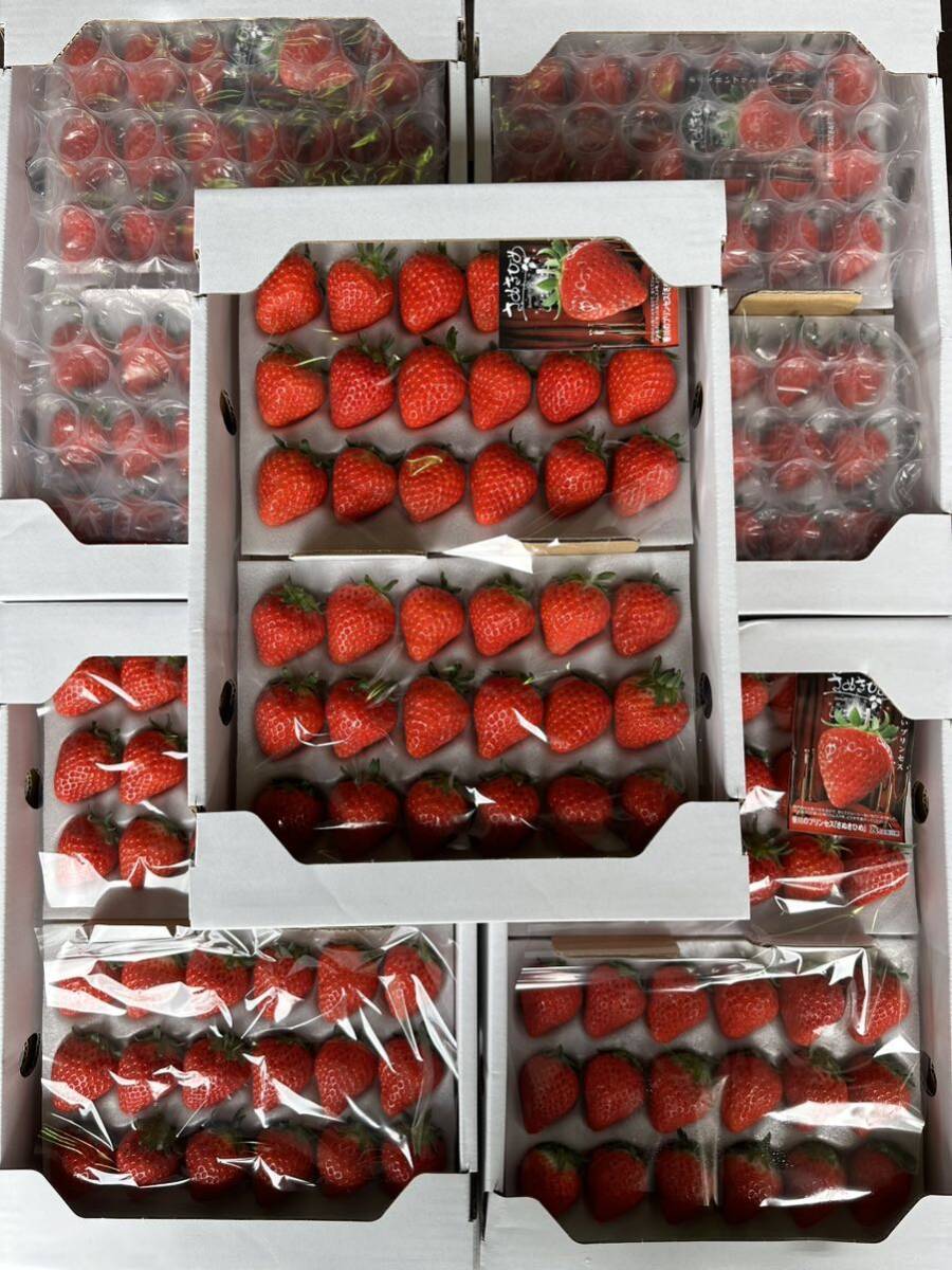 さぬきひめ 約4kg (800g×5箱) いちご ジャム用 イチゴの画像3