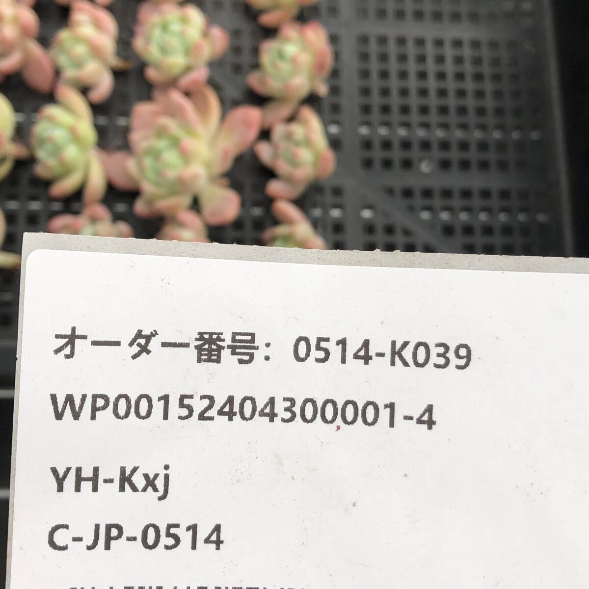 多肉植物24個 0514-K039 スモールピーチ エケベリア カット苗 寄植え_画像3
