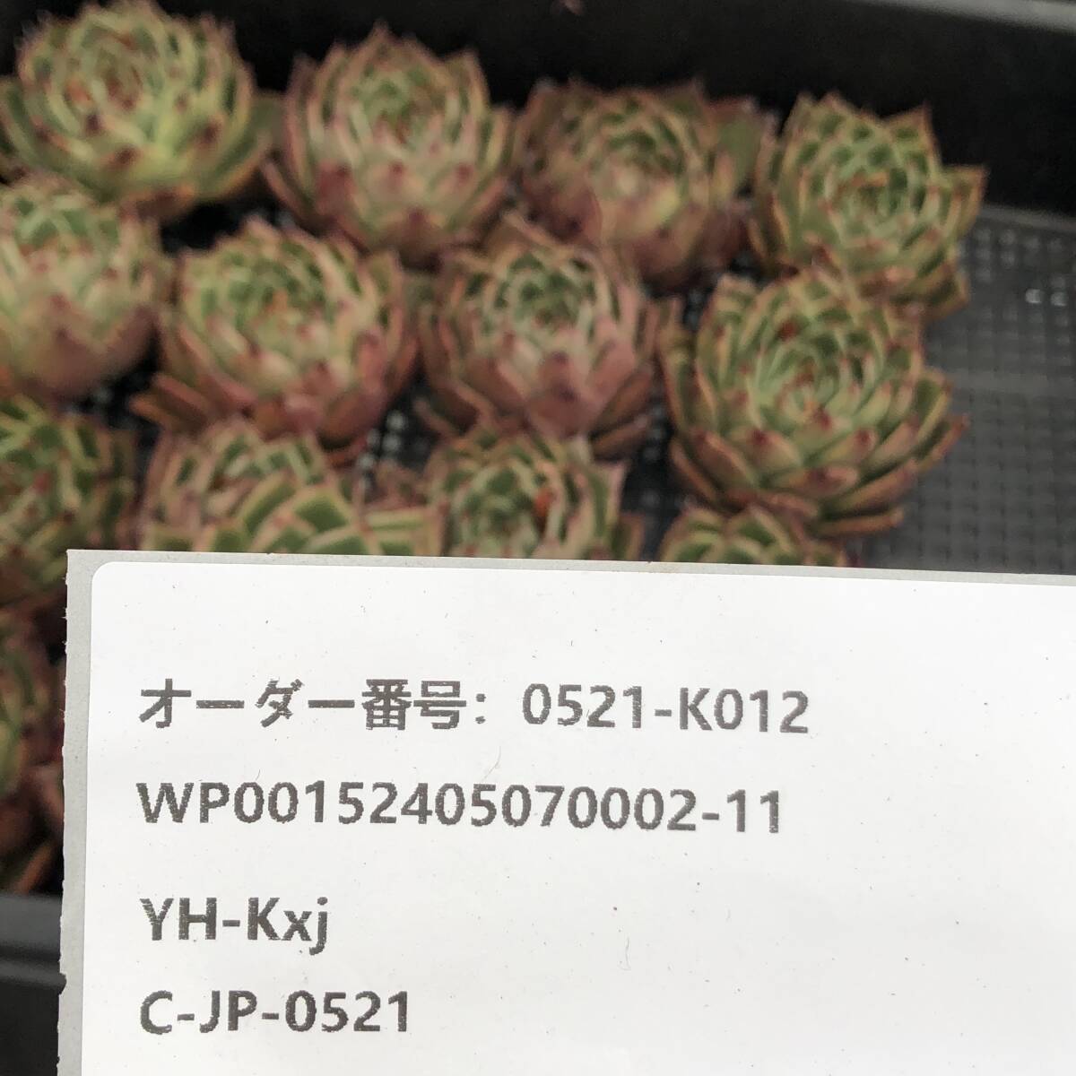 多肉植物17個 0521-K012 メビウス エケベリア カット苗 寄植え_画像3