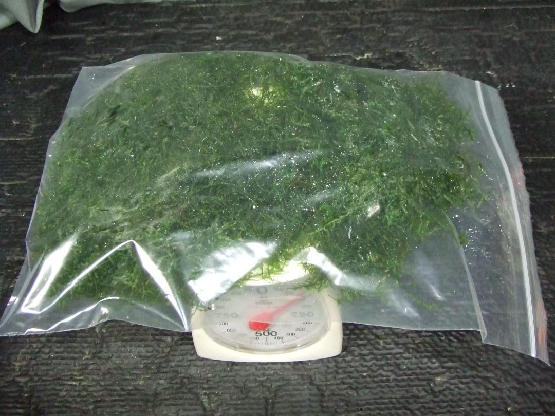  нет пестициды Южная Америка Willow Moss 100g+α бесплатная доставка 