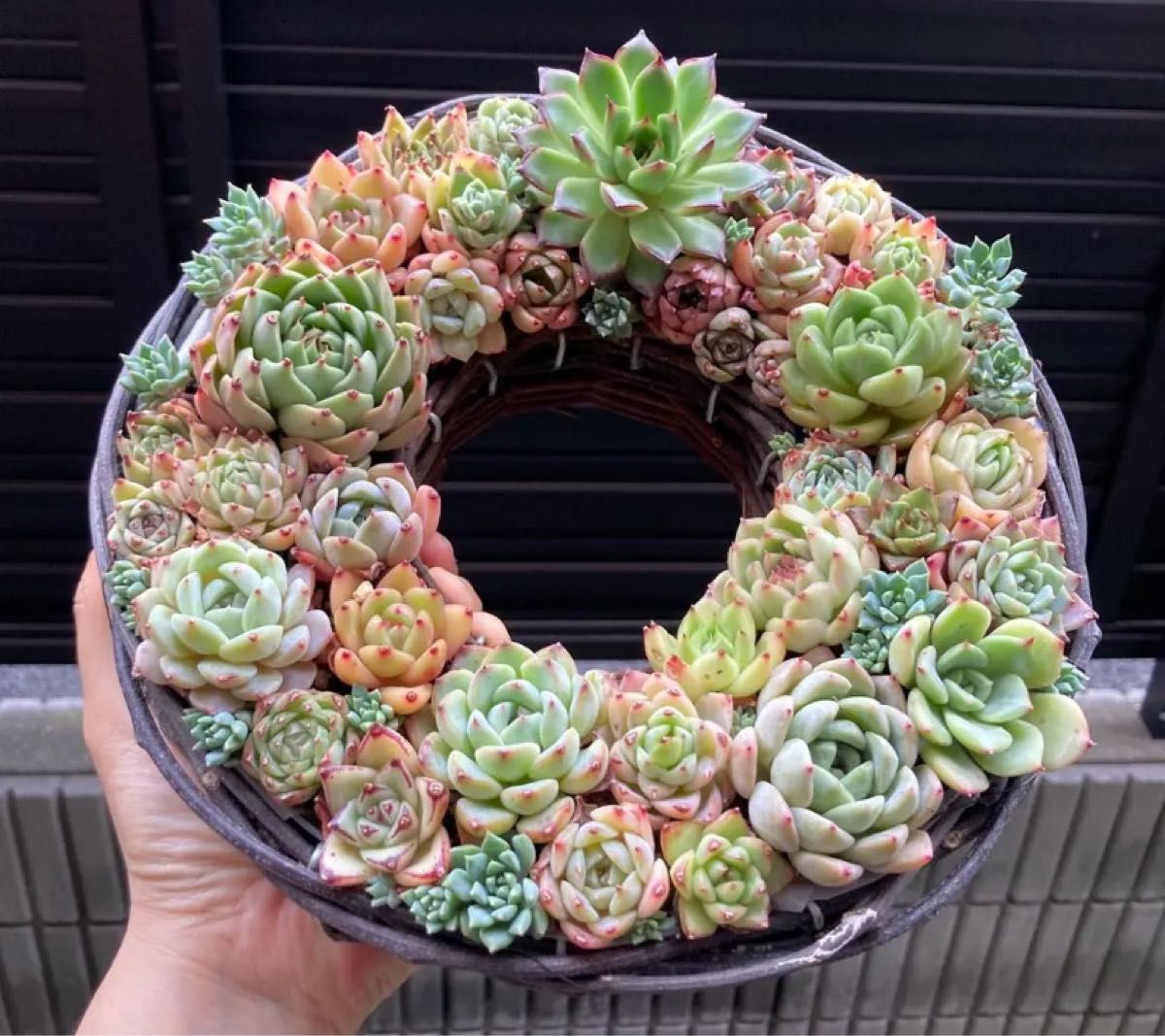 多肉植物 寄せ植え リース|Yahoo!フリマ(旧PayPayフリマ) 多肉植物 寄せ植え リース|Yahoo!フリマ(旧PayPayフリマ)