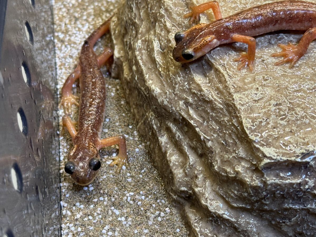 li Kia salamander Lyciasalamandra billae pair 