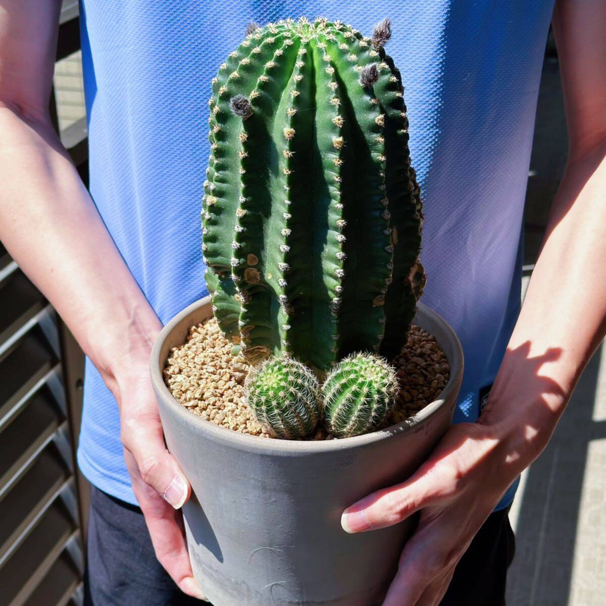 多肉植物　薄香短棘大輪花サボテン　東珠 （実生親木)_画像2