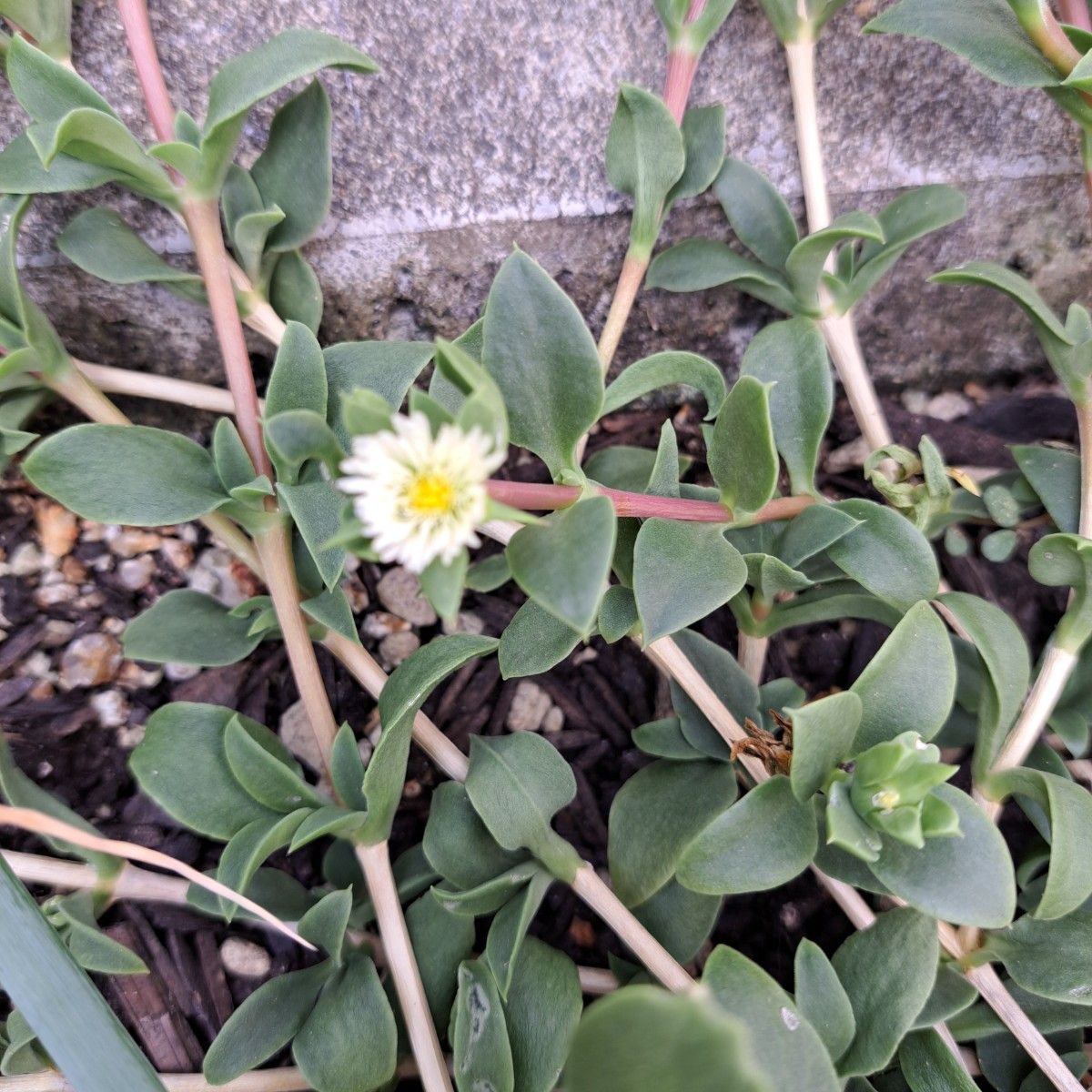 ベビーサンローズ カット苗  多肉植物 緑葉 ピンク 黄 白 箱いっぱい グランドカバー