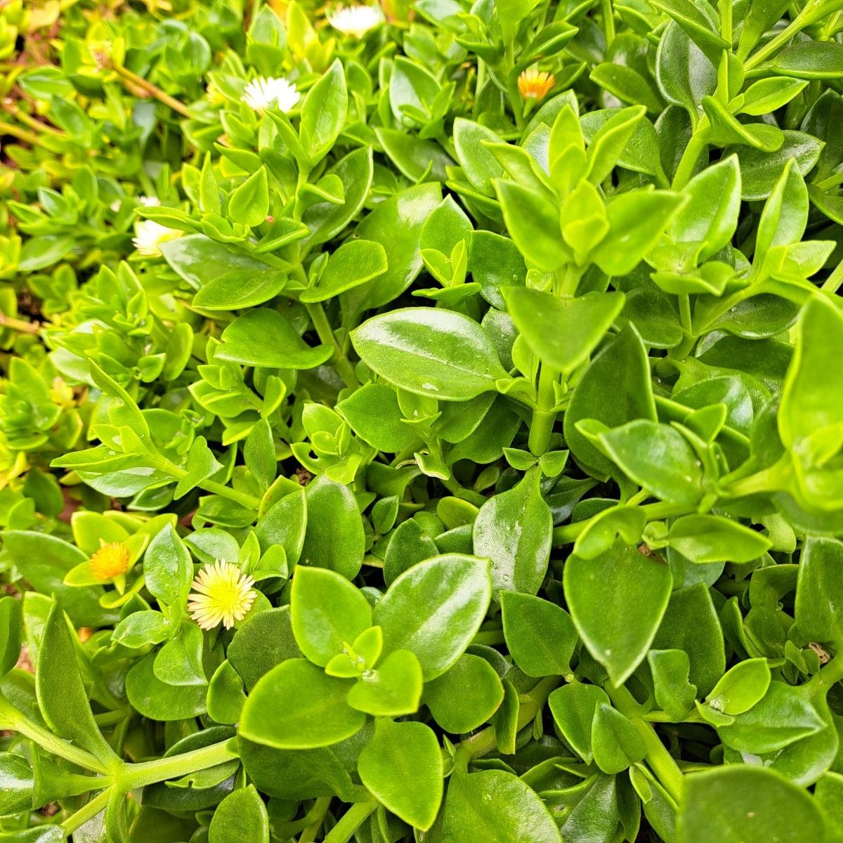 ベビーサンローズ カット苗  多肉植物 緑葉 ピンク 黄 白 箱いっぱい グランドカバー