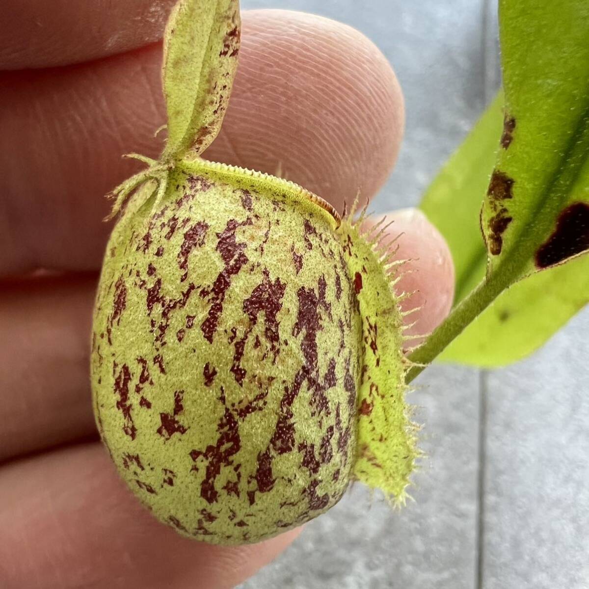 Nepenthes ampullaria Irian Jaya ウツボカズラ 食虫植物 ネペンテスの画像2