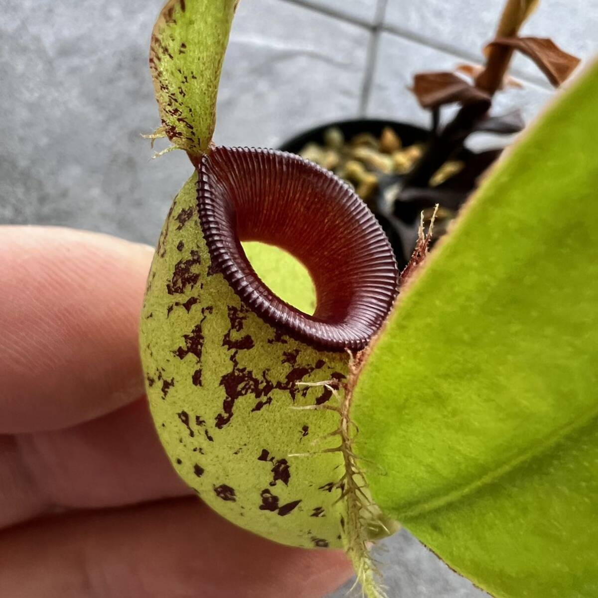 Nepenthes ampullaria spotted red lipsウツボカズラ 食虫植物 ネペンテスの画像1