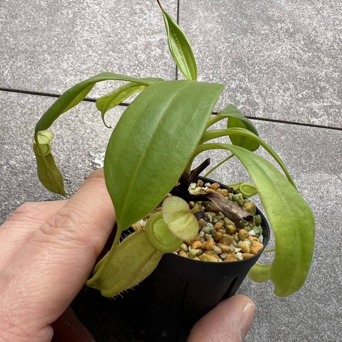 Nepenthes bicalcarata green ウツボカズラ 食虫植物 ネペンテスの画像6