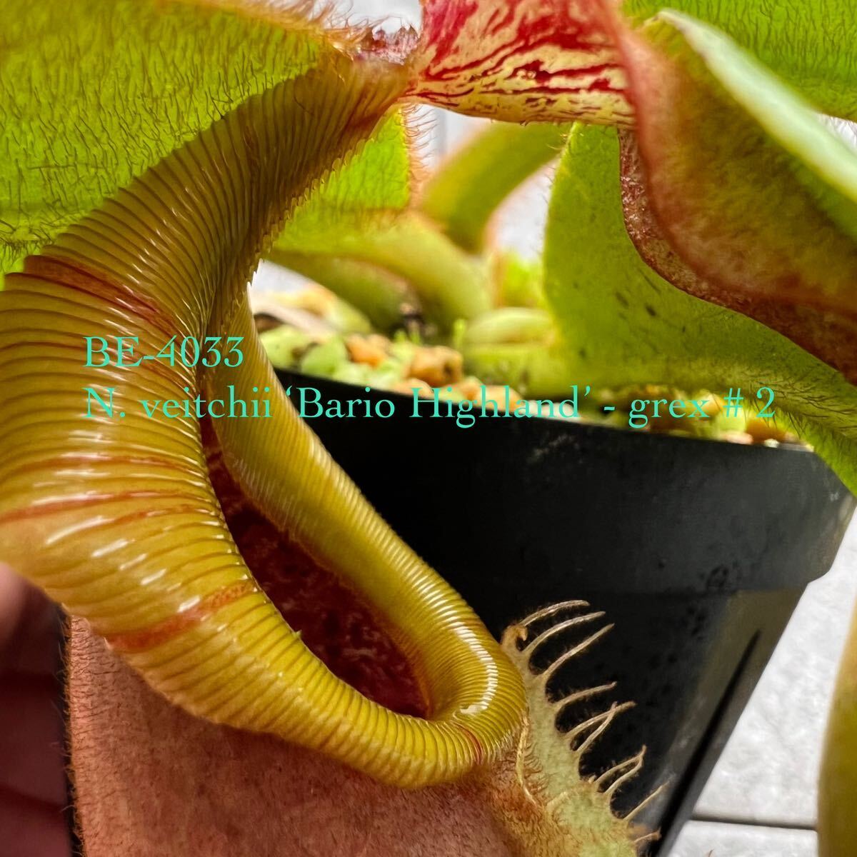 BE-4033 N. veitchii ‘Bario Highland’ - grex # 2ウツボカズラ 食虫植物 ML size 2_画像1